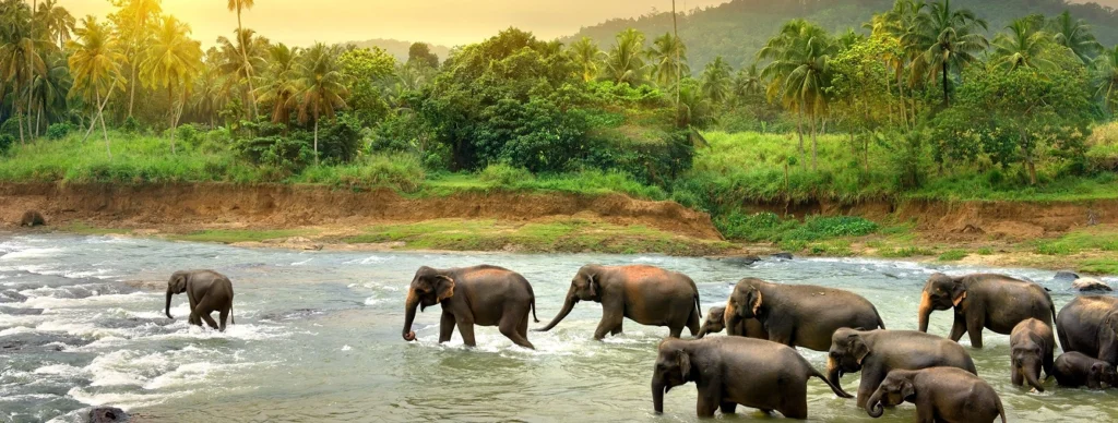 Marvels of Sri Lanka (Kandy)