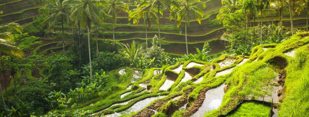 Bali City & Tegallalang