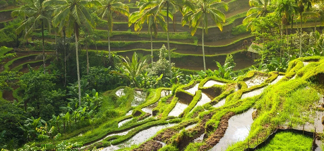 Bali City & Tegallalang